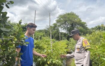 Dukung Pangan Mandiri, Bhabinkamtibmas Rhee Loka Pantau Budidaya Cabai dan Serap Kendala Petani