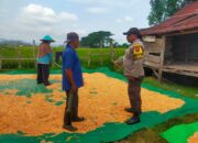 BHABINKAMTIBMAS DESA JALA LAKUKAN PEMANTAUAN PENJEMURAN JAGUNG WARGA DALAM DUKUNG KETAHANAN PANGAN NASIONAL