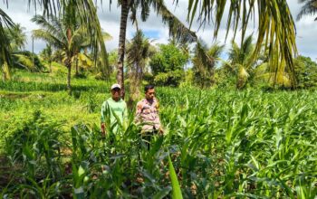 BHABINKAMTIBMAS POLSEK PEKAT MONITORING LAHAN JAGUNG WARGA DUKUNG KETAHANAN PANGAN NASIONAL