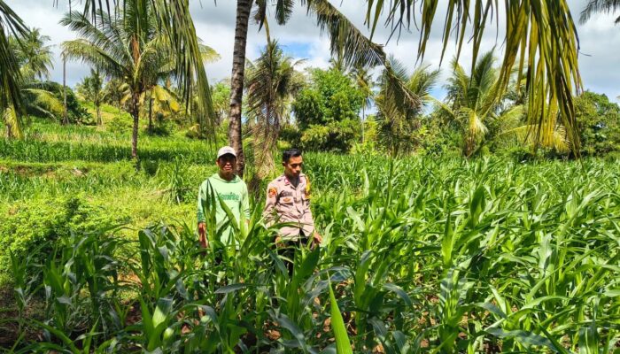 BHABINKAMTIBMAS POLSEK PEKAT MONITORING LAHAN JAGUNG WARGA DUKUNG KETAHANAN PANGAN NASIONAL
