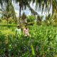 BHABINKAMTIBMAS POLSEK PEKAT MONITORING LAHAN JAGUNG WARGA DUKUNG KETAHANAN PANGAN NASIONAL