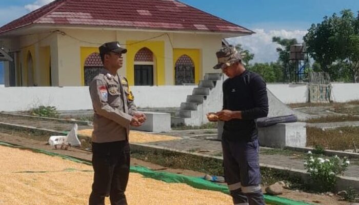 BHABINKAMTIBMAS DESA DAHA MONITORING PENJEMURAN JAGUNG WARGA DUKUNG KETAHANAN PANGAN NASIONAL
