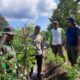 BHABINKAMTIBMAS POLSEK PEKAT PANTAU LAHAN PERTANIAN SAYUR WARGA DUKUNG KETAHANAN PANGAN