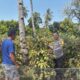 Pastikan Keamanan dan Produktivitas Petani, Bhabinkamtibmas Rhee Loka Sambangi Lahan Pertanian