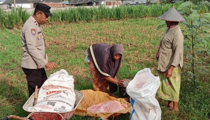 Kawal Distribusi Pupuk dan Motivasi Petani, Komitmen Polsek Labuapi Dukung Swasembada Pangan