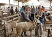 Mengapa Harga Domba Selalu Lebih Mahal dari Kambing? Ini Alasan Ilmiahnya