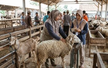 Mengapa Harga Domba Selalu Lebih Mahal dari Kambing? Ini Alasan Ilmiahnya