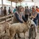 Mengapa Harga Domba Selalu Lebih Mahal dari Kambing? Ini Alasan Ilmiahnya