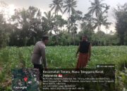 Bhabinkamtibmas Desa Kalianyar Cek Lahan Sawah Warga Yang Ditanami Jagung