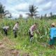 Sat Binmas Polres Lombok Tengah Cek Kesiapan Panen Raya Jagung Kuartal II 2026