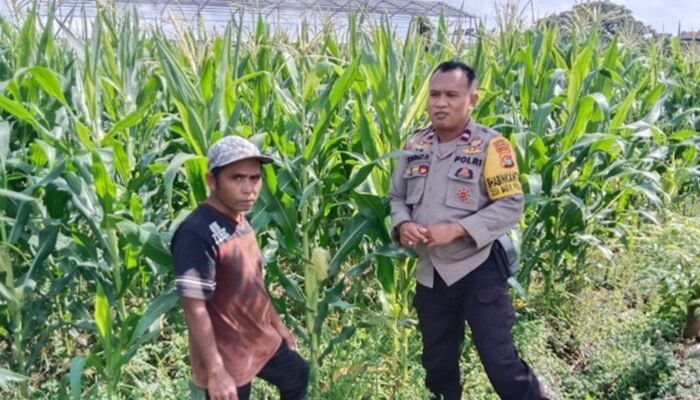 Transformasi Bhabinkamtibmas: Tak Hanya Jaga Keamanan, Kini Kawal Langsung Petani Jagung di Bagik Polak Barat