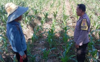 Polisi Turun ke Sawah Motivasi Petani Jagung di Dusun Jogot