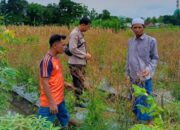 Wujudkan Swasembada Pangan, Polres Lombok Barat Edukasi Warga