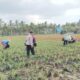 Polsek Gerung Dampingi Petani Jagung dan Peternak di Lombok Barat