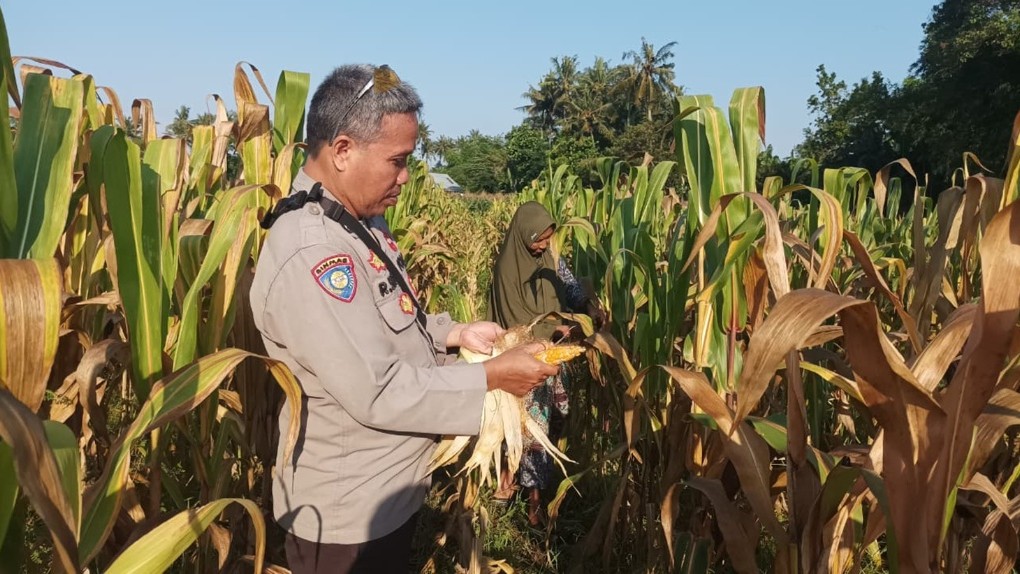 Dukung Swasembada Pangan, Polsek Batulayar Edukasi Warga Sandik