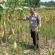 Bhabinkamtibmas Lombok Barat Kawal Produktivitas Petani Desa Merembu