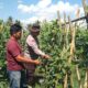 Dukung Ketahanan Pangan, Bhabinkamtibmas Desa Bagu Dorong Warga Manfaatkan Pekarangan Produktif