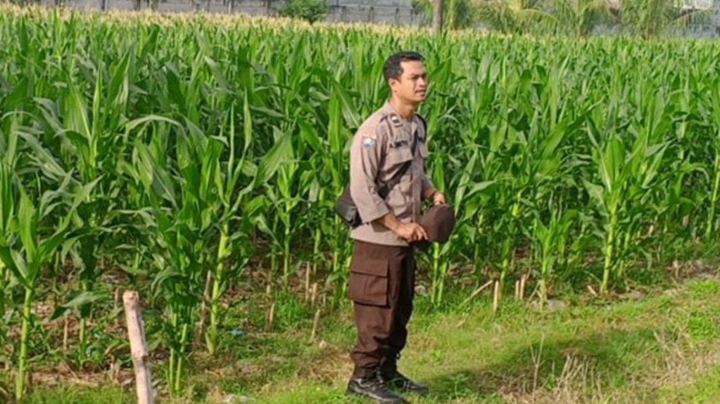 Pekarangan Bergizi di Lombok Barat Cara Warga Mandiri Pangan