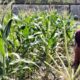 Polsek Labuapi Gerakkan Warga Sulap Lahan Kosong Jadi Sumber Pangan