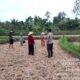 Bhabinkamtibmas Desa Lando Cek Pertumbuhan Tanaman Jagung Dukung Program Ketahanan Pangan Nasional