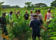 Strategi Polsek Batulayar Perkuat Ketahanan Pangan Desa