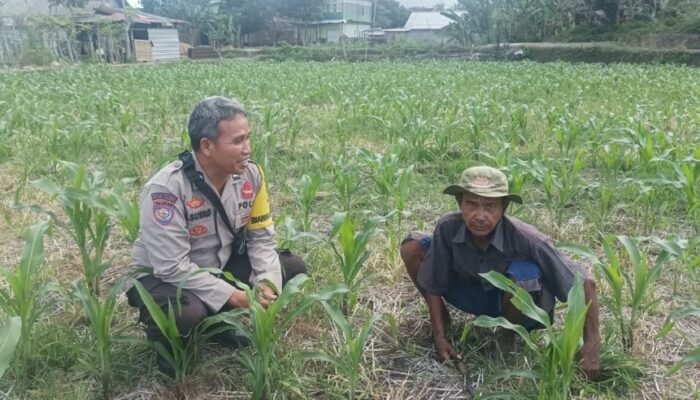 Polsek Batulayar Dampingi Petani Jagung Terkait Swasembada Pangan