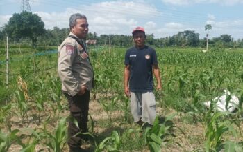 Bhabinkamtibmas Sandik Dorong Petani Jagung Sukseskan Swasembada Pangan