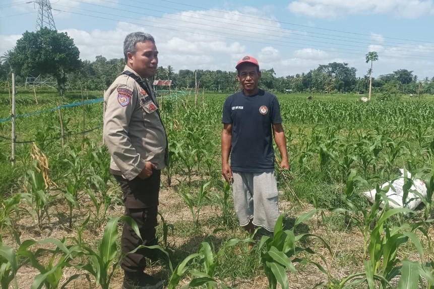 Bhabinkamtibmas Sandik Dorong Petani Jagung Sukseskan Swasembada Pangan