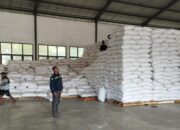 19 Ton Jagung Petani Lombok Barat Tembus Standar BULOG