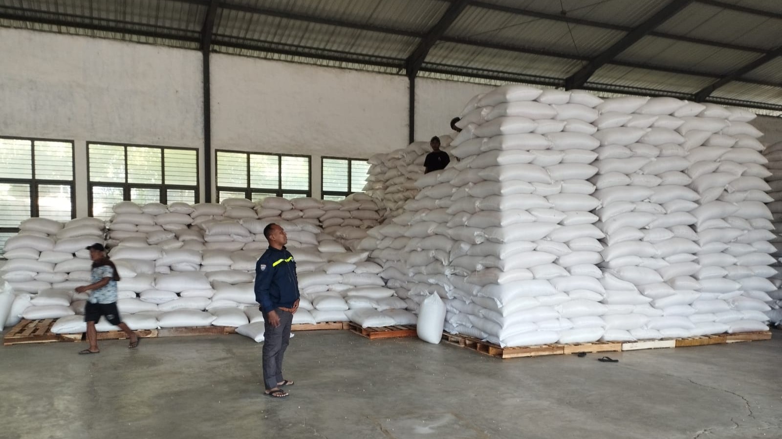 19 Ton Jagung Petani Lombok Barat Tembus Standar BULOG