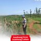 Polri Dukung Astacita, Polsek Merakurak Polres Tuban Turun Cek Tanaman Jagung Warga di Desa Sumberjo