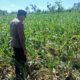 Polsek Tambakboyo Polres Tuban Turun Cek Tanaman jagung Warga di Desa Belikanget