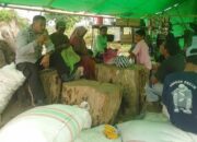 BHABINKAMTIBMAS DESA SANEO DAMPINGI WARGA SAAT PANEN JAGUNG, DORONG PENINGKATAN PRODUKSI PERTANIAN