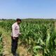 Perkuat Ketahanan Pangan, Personel Polsek Bangilan Monitoring Lahan Jagung di Wilayah Binaan