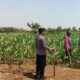 Dukung Swasembada Pangan, Anggota Polsek Kerek Sambang ke Lahan Jagung Warga