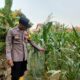 Komitmen Polri Dukung Ketahanan Pangan, Polisi Polsek Kenduruan Polres Tuban Turun ke Lahan Jagung Petani