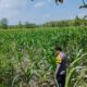 *Dalam rangka mendukung Program ASTACITA, Bhabinkamtibmas Desa Ngawun Polsek Parengan Polres Tuban cek lokasi tanaman jagung milik warga di Desa Ngawun Kec. Parengan*