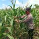 Polres Tuban Dukung Astacita Prabowo, Petugas Polmas Polsek Kenduruan Cek Langsung Tanaman Jagung Petani Desa Sidomukti