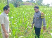 Polsek Grabagan polres Tuban Polda Jawa Timur Dukung Penuh Swasembada Pangan Presiden Prabowo Melalui Pendampingan Petani