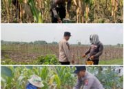 Polsek Soko polres Tuban Polda Jawa Timur Bergerak! Dukung Penuh Swasembada Pangan Presiden Prabowo Melalui Pendampingan Petani
