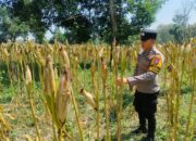 Anggota Bhabinkamtimas Desa Sendang Polsek Senori Polres Tuban Monitoring Tanaman Jagung Warga di Desa Binaan