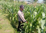 Dukung Astacita, Polsek Jatirogo Pantau Langsung Ladang Jagung Warga Desa Paseyan