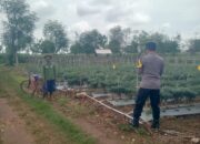 Dukung Ketahanan Pangan, Petani Kerek Manfaatkan Pekarangan untuk Tanam Cabai