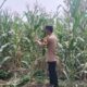 Polsek Singgahan Polres Tuban Turun Cek Tanaman jagung Warga di Desa Mulyorejo