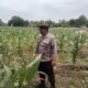Polsek Tambakboyo Polres Tuban Turun Cek Tanaman jagung Warga di Desa Ngulahan