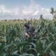 Anggota Bhabinkamtibmas Polsek Jenu Polres Tuban Turun ke Ladang, sambang lahan pertanian.