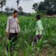 Polsek Plumpang Polres Tuban Turun Langsung Cek Tanaman Jagung Warga