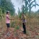 Polri Dukung Astacita, Polsek Palang Polres Tuban Turun Cek Tanaman jagung milik Warga di Desa Dawung