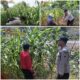Polsek Soko polres Tuban Polda Jawa Timur Bergerak! Dukung Penuh Swasembada Pangan Presiden Prabowo Melalui Pendampingan Petani