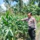 Polri Dukung Astacita, Polsek Palang Polres Tuban Turun Cek Tanaman jagung milik Warga di Desa Dawung